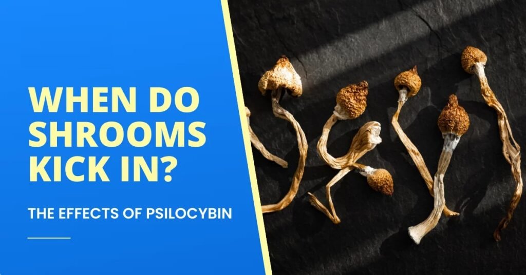 How Long Do Mushroom Chocolates Take to Kick In?