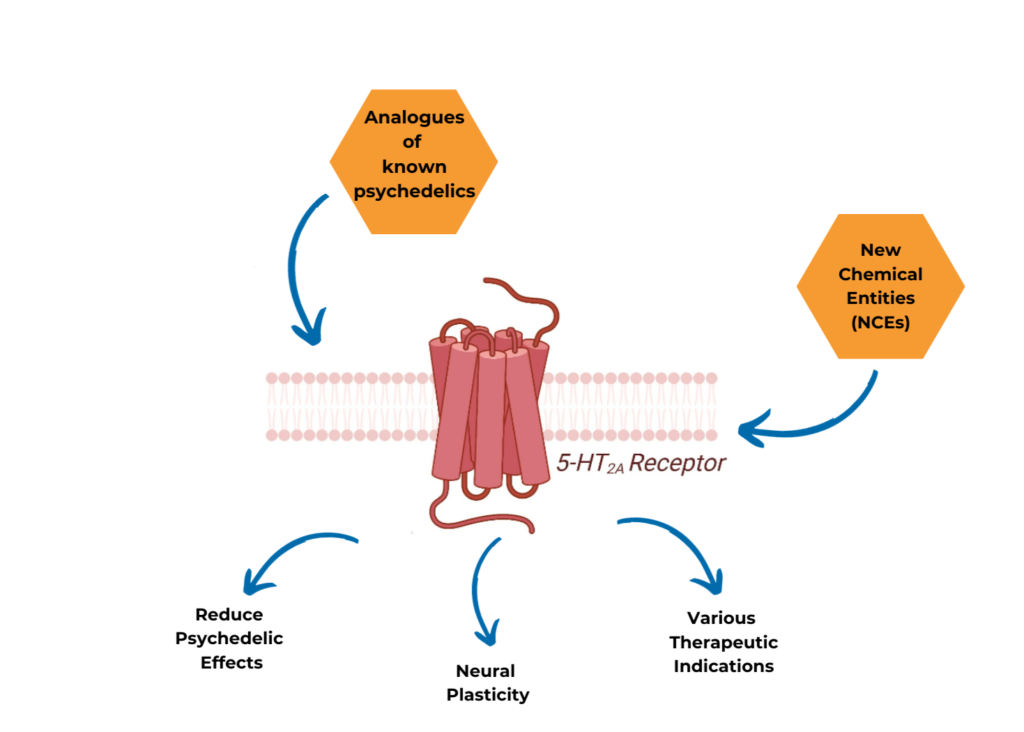 What Is the 5-HT2A Receptor and Why Does It Matter?