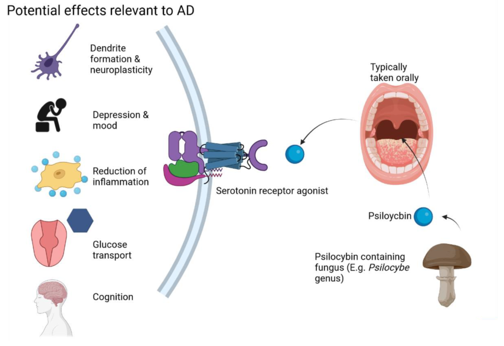 What Is Neuroplasticity and How Is It Linked to Psilocybin?