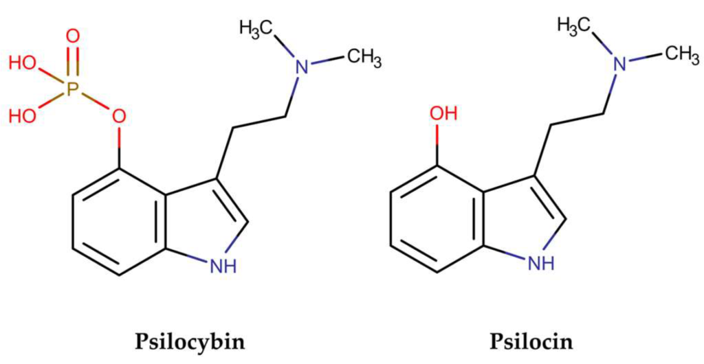 What Is the Difference Between Psilocybin and Psilocin?