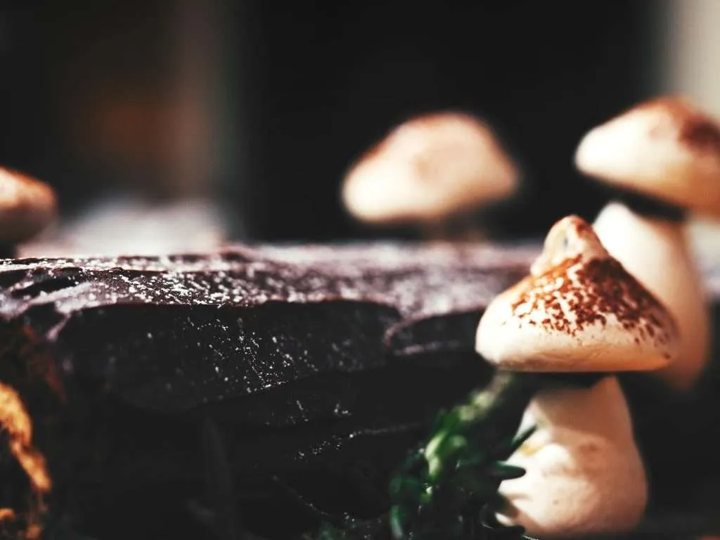 Can You Sleep After Taking Mushroom Chocolate? What to Expect